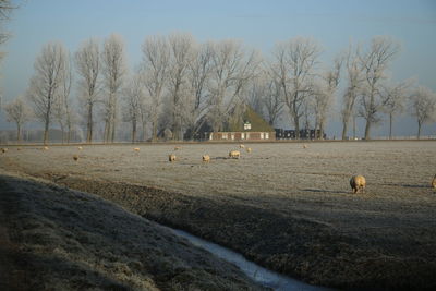 Hay bales on field against sky