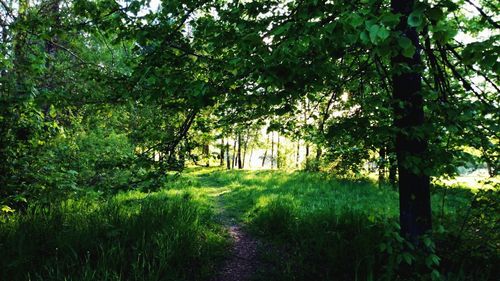 Trees in park