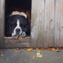 Close-up of dog