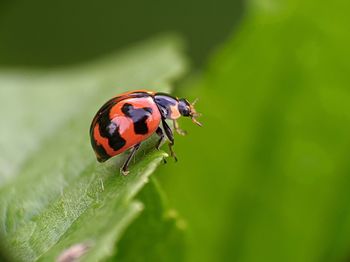 Close-up of ladybug on leaf