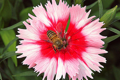 Close-up of pink flower