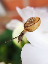 Close-up of snail on white flower