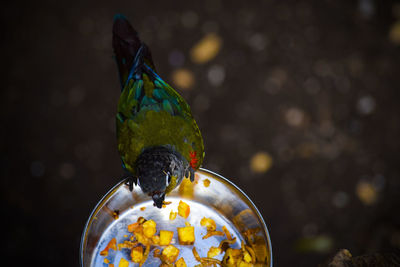 High angle view of bird eating food from container