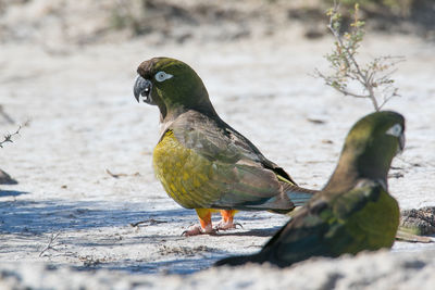 Close-up of birds perching at beach during winter