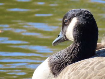 Close-up of a canada goose 