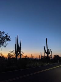 Silhouette of cactus against clear sky during sunset