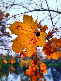 Autumn leaves on tree trunk