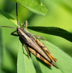 Close-up of insect on leaf