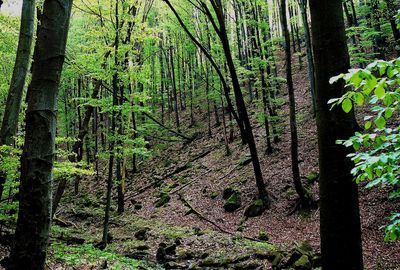 View of trees in forest