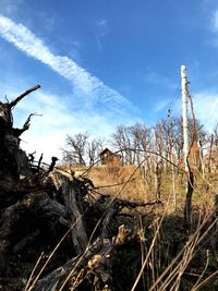 Bare trees against sky