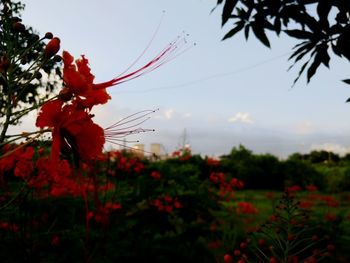 Close-up of red flowering plants against sky