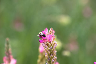 Close-up of insect on pink flowering plant