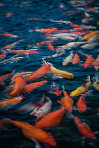 View of koi carps swimming in sea