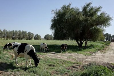 Cows in a field