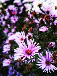 Close-up of pink flowers