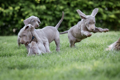 Three weimaraner puppy playing on field