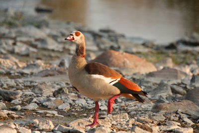 Close-up of egyptian goose