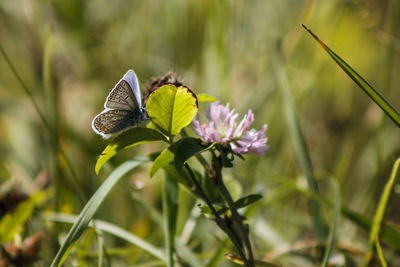 Close-up of butterfly on purple flower