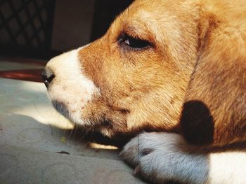Close-up of a dog resting