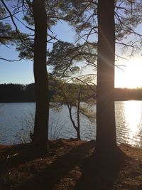 Trees at lakeshore