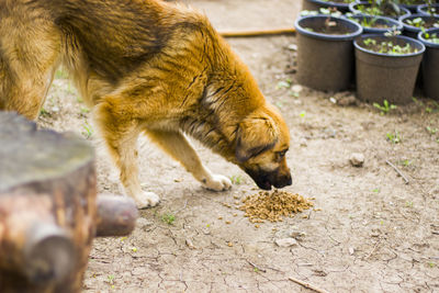 Ginger street dog and dog food, dry dog food, eating scene