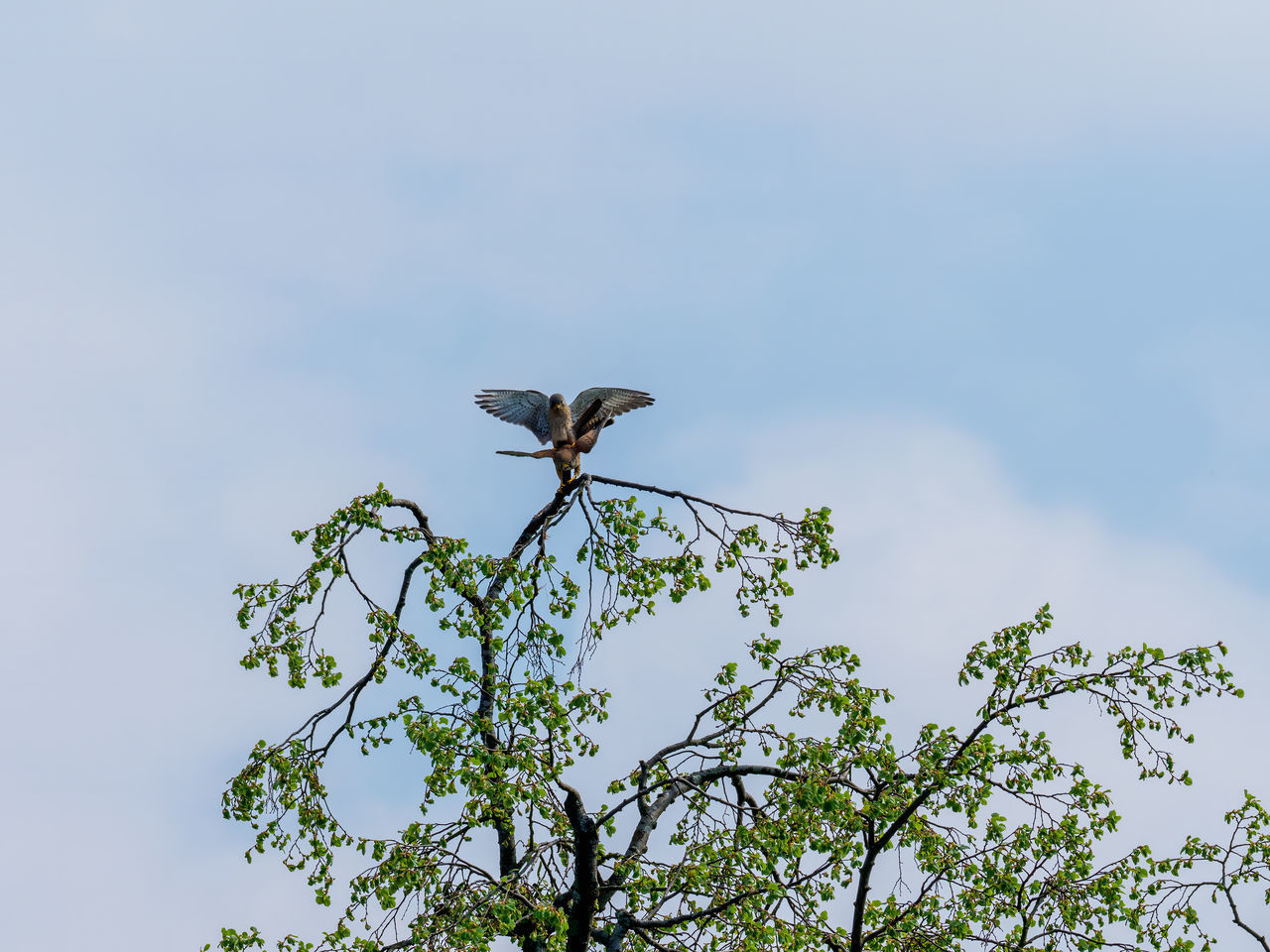 LOW ANGLE VIEW OF A BIRD PERCHING ON TREE