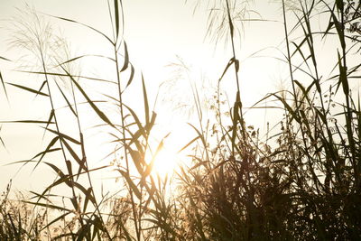 Low angle view of plants against sky