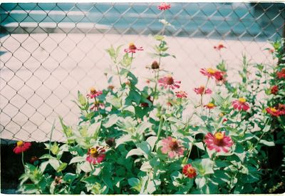 Close-up of flowering plants by fence