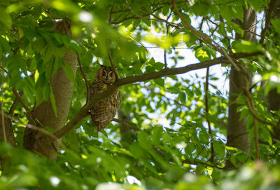 Low angle view of lizard on tree