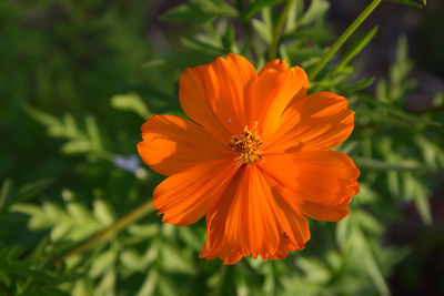 Close-up of orange cosmos flower