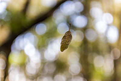 Close-up of fresh green plant