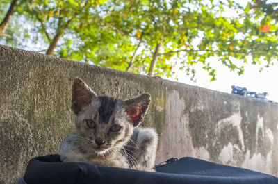 Portrait of a cat