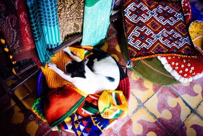 High angle view of multi colored cat