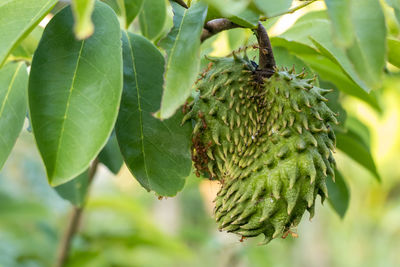 Close-up of fruit growing on tree