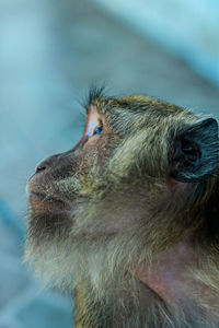Close-up of monkey