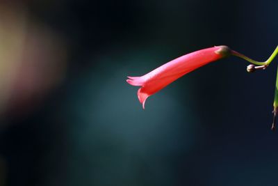 Close-up of red flower