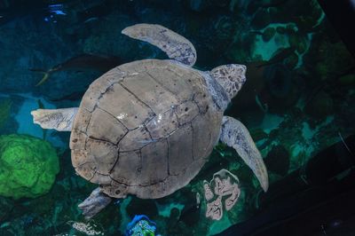 High angle view of turtle in aquarium