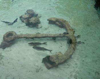 High angle view of fish swimming in sea