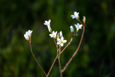 Close-up of white flowering plant