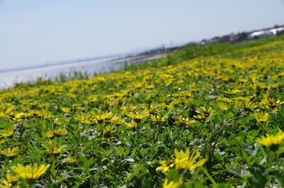 Yellow flowers blooming on field by sea against sky