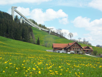 Yellow flowering plants on land against sky