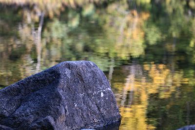 Reflection of trees in water