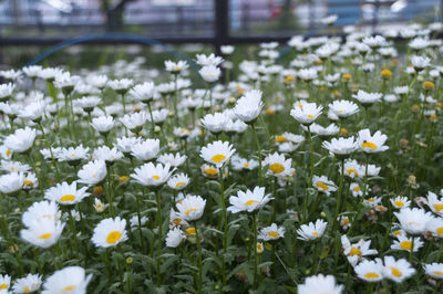 Daises blooming on field