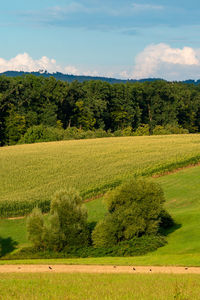 Scenic view of field against sky