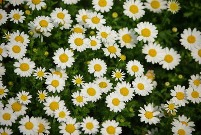 Close-up of white daisy flowers