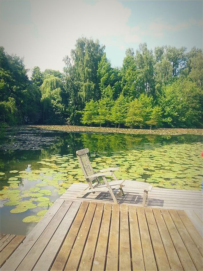 tree, water, wood - material, tranquility, tranquil scene, lake, scenics, nature, beauty in nature, wooden, pier, wood, reflection, idyllic, day, growth, boardwalk, bench, outdoors, no people