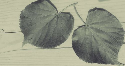 Close-up of leaves on table