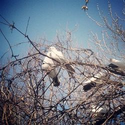 Low angle view of bare trees against blue sky