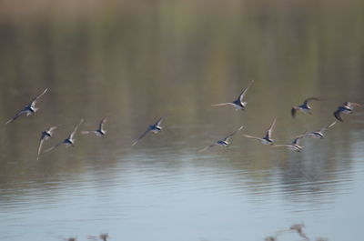 Flock of birds flying against sky