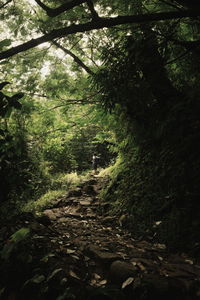 Trees in forest